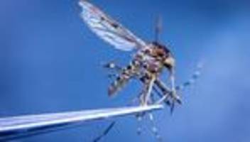 Wissenschaft: Stechmücken in Island entdeckt - große Folgen fürs Ökosystem