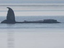 gunz: sind einen tag in verzug: gestrandeter wal bewegt sich - rettung in vorbereitung