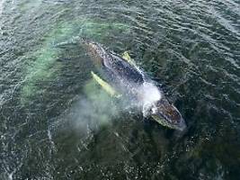 Politikern mit Mord gedroht: Verschwörungstheoretiker bemächtigen sich des Wals