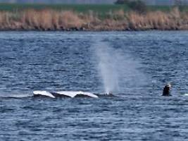 tierärztin empört über vorgehen: rettungsversuch für gestrandeten wal verzögert sich weiter
