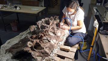 Dinosaurier: Forscher graben Skelett von bisher unbekannten Riesen aus