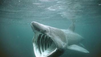 Hai vor Kroatien gesichtet – „als würde man einen riesigen Kühlschrank öffnen“
