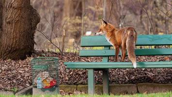 problemfuchs von reinickendorf: expertin mit krasser vermutung