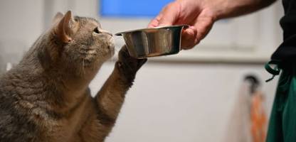 Hannover: Katze Perla verschwand vor elf Jahren, jetzt ist sie zurück