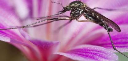 island: entdeckung von stech-mücken alarmiert forscher