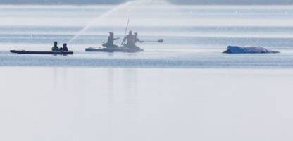 buckelwal vor poel: rettungseinsatz startet frühstens samstag
