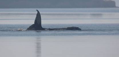 poel: »der wal hat eine reelle chance dort wegzukommen«