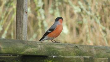 Hilfe, mein Dompfaff hat ’ne Meise! Wenn Tiere sich seltsam verhalten