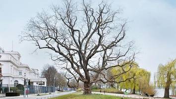 150 Jahre alter Baum an der Alster ist jetzt offiziell Nationalerbe
