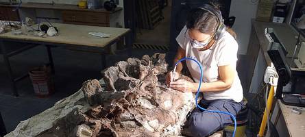 20 meter lang: münchner forscher identifizieren neuen dinosaurier