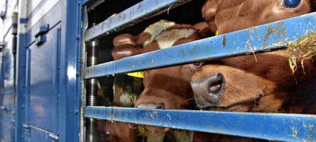 tiertransport bei hitze endet vor gericht – zwei rinder sterben auf tragischer fahrt