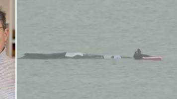 Psychologin erklärt: Wir projizieren eigene Hilflosigkeit auf den Wal