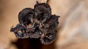 Fledermäuse unterm Dach: Das sollten Sie tun
