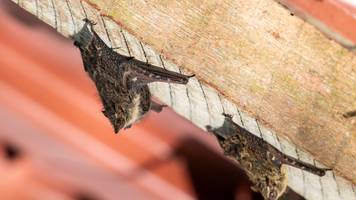 Fledermäuse vertreiben: Diese Hausmittel helfen