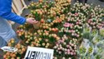 Feste: Potsdam feiert Tulpenfest mit Blumen, Käse und Tradition