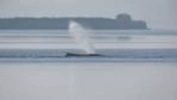 gestrandeter wal in der ostsee: behördenteam zur Überwachung von wal-rettung vor poel