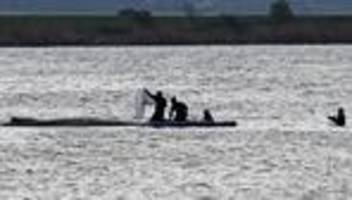 Gestrandeter Wal in der Ostsee: Ethikrat: Buckelwal-Drama löst bei einigen die Ohnmacht auf