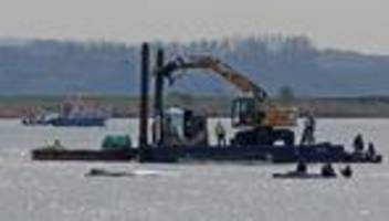 Gestrandeter Wal in der Ostsee: Initiatoren: Wal-Rettungs-Team soll in Ruhe arbeiten