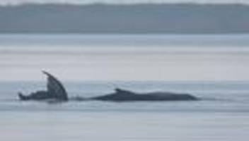 Gestrandeter Wal in der Ostsee: Vorbereitungen für Walrettung gehen weiter