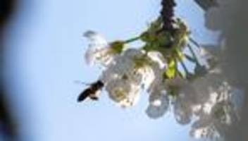 Kirschen & Co.: Die Obstbäume blühen - was für eine gute Ernte nötig ist