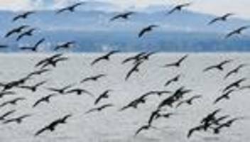 Pilotprojekt: Erster Drohnenflug gegen Kormorane gestartet