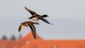 von auto erfasst: polizei hilft verletzter ente nach unfall