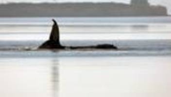 ostseeinsel poel: helfer setzen rettungsversuch für gestrandeten wal fort