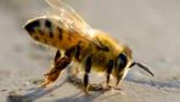 bienen und menschen: hey, oma! kannst du mir bitte dabei helfen?