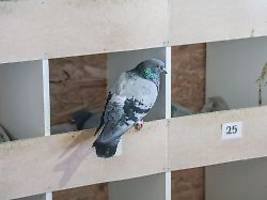 eiertausch auf dem parkhausdach: was städte für und gegen tauben tun