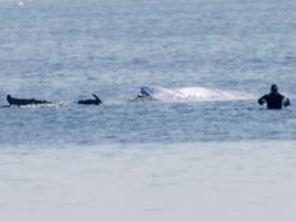 Zustand bestimmt Zeitplan: Umstrittene Rettungsaktion für Wal soll weitergehen