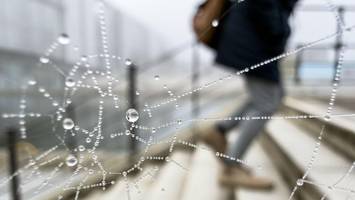 Neue Spinnenart nach legendärem Album von Kult-Band benannt