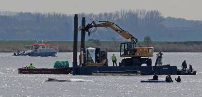 Poel: Schwimmplattform erreicht Wal – Experten sehen kaum Überlebenschance