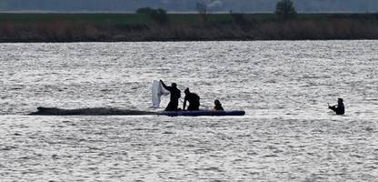 Poel: Wal wird laut Initiative heute nicht transportiert