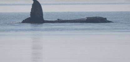 Wal vor Poel: Trotz Experteneinschätzung beginnt neuer Versuch, Wal abzuschleppen