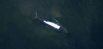 poel: wal wird laut initiative heute nicht transportiert