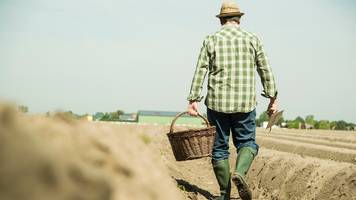 landwirt verzweifelt, weil bauunternehmer versehentlich 1 hektar spargel zerstört