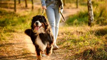 Reiche Familie zahlt umgerechnet 69.000 Euro für jemanden, der sich um Hund und Haus kümmert