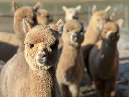 Alpaka-Züchter aus der Oberpfalz: Hier gewinnt die Flauschigkeit