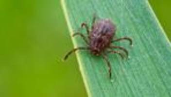Borreliose und FSME: Zeckensaison beginnt - schon jetzt zahlreiche Infektionen