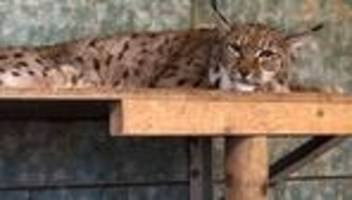 Das kann sich ja ändern: Neues Luchs-Paar nicht in Liebesstimmung