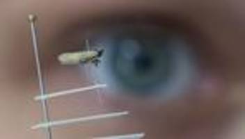 Landwirtschaft: Invasive Schädlinge bedrohen Hessens Ernten immer stärker