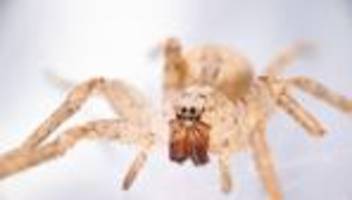 Tiere: Beißende Nosferatu-Spinnen bis Norddeutschland vorgedrungen