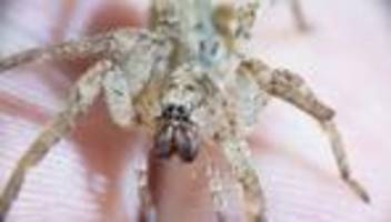 Tiere: So verhält man sich beim Biss einer Nosferatu-Spinne
