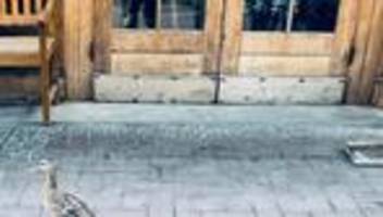 Tierrettung: Feuerwehr holt Entenküken von Flachdach