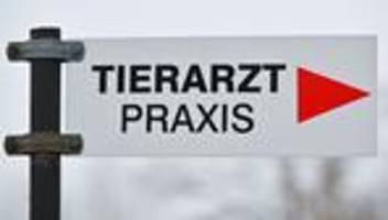 Umfrage des Tierschutzbundes: Höhere Tierarztkosten belasten Tierheime