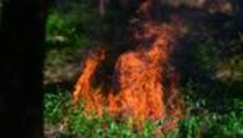verdacht auf brandstiftung: waldboden in brand – mögliche ursache pyrotechnik?