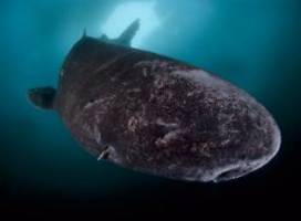 alters- und andere rekorde: grönlandhai kann 500 jahre alt werden - und stirbt im netz