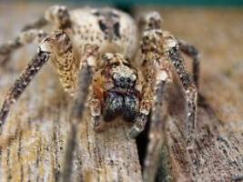 biss geht unter die haut: nosferatu-spinnen in norddeutschland angekommen