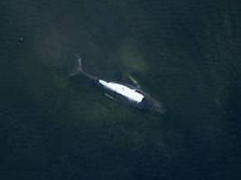 Transport möglicherweise nachts: Robin Hood eingetroffen - Wal-Rettung in entscheidender Phase