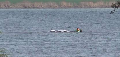 buckelwal in der ostsee: aktion vor poel geht in den vierten tag